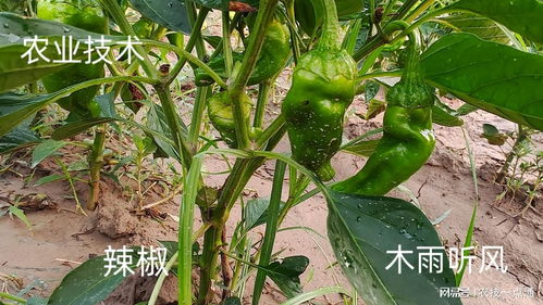 揭秘高效种植线椒的秘密：如何打造丰收的椒园？