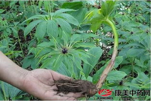 探秘重楼种植：如何培育出优质药材？