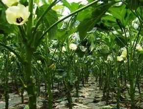 揭秘秋葵种植技术——视频教程助您高效丰收
