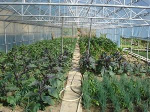 《种植技术大全：揭秘农业现代化新趋势，解锁高效种植之道！》