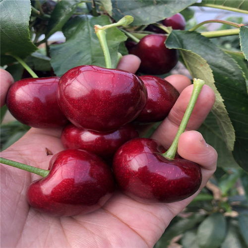 大樱桃种苗种植揭秘：如何培育出优质果实？
