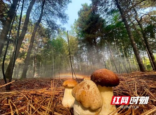赤松茸种植新篇章：揭秘高效栽培技术，打造生态农业新亮点