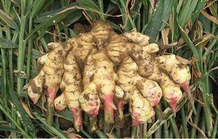 大姜种植新篇章：揭秘视频直播带你轻松掌握种植技巧
