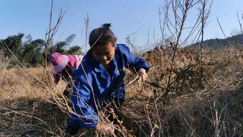 《探索防己种植新篇章：揭秘高效种植技术之道》