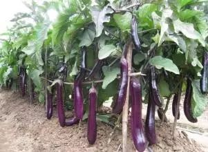 揭秘茄子种植高手：如何打造高产高效茄子田？