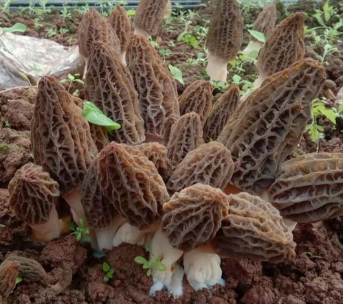 羊肚菌种植技术揭秘：如何在这片蓝海中捕捞金珠？
