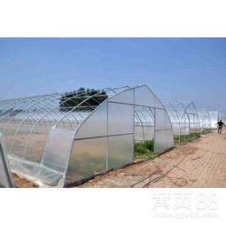 《固始蔬菜大棚种植技术革新：揭秘高效益的秘密武器！》