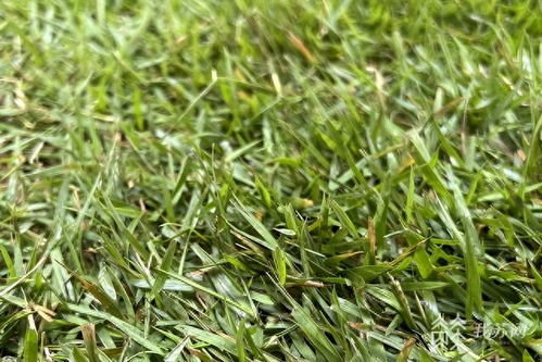附子草种植技术揭秘：如何培育出高品质的“地下黄金”