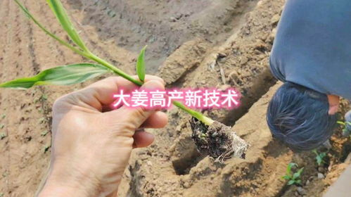 揭秘南方姜高产种植秘诀：如何实现亩产翻番？