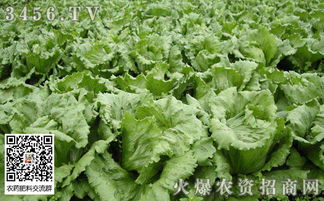 揭秘露天生菜种植技术大全：绿色生活，从自给自足开始