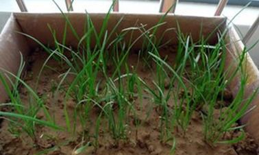 《阳台蔬菜种植指南：打造你的绿色小菜园，健康生活从点滴开始》