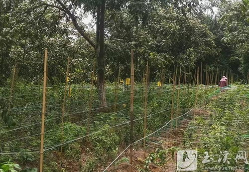 揭秘云南滇黄精种植奥秘：绿色黄金如何从土地中诞生？