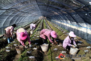 2018羊肚菌种植技术揭秘：如何打造高效益的菌菇王国？