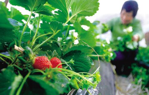 《大棚草莓种植技术革新：揭秘高效产量的秘密》
