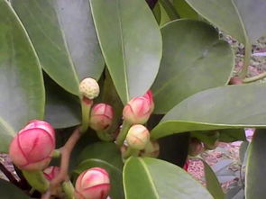黑老虎种植技术揭秘：如何培育出优质果品？