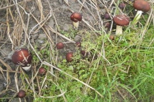 《揭秘蘑菇种植奥秘：如何通过视频轻松掌握高效种植技术？》