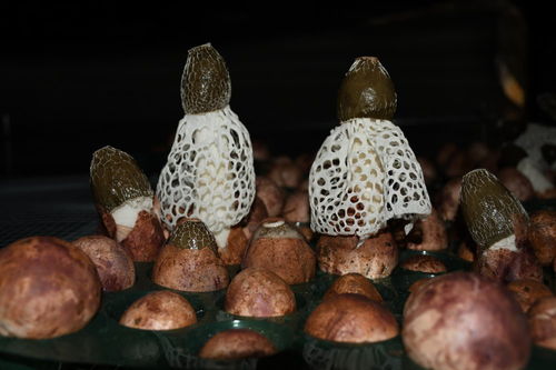 短裙竹荪种植技术揭秘：如何打造高效益的菌菇种植新模式？