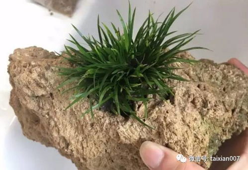 石菖蒲种植全攻略：揭秘植物界的“空气清新剂”