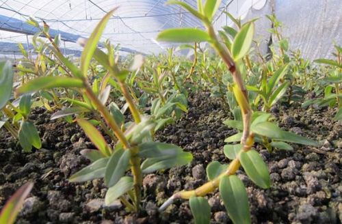 《铁皮石斛种植技术大全：揭秘高效益的秘密武器》