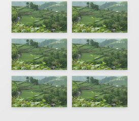 【山茶树种植秘籍】揭秘高效种植技术，让每一棵山茶树绽放独特魅力