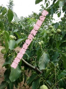 揭秘桂热一号坚果苗种植技术：高效益的秘密武器