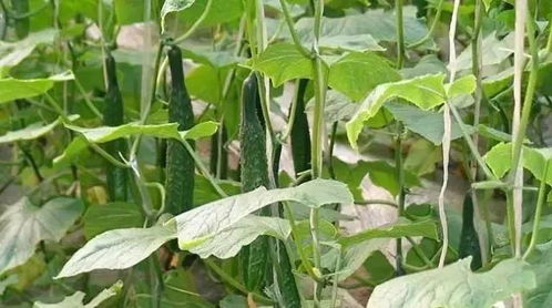 《大棚黄瓜种植技术一点通：揭秘高效益的秘密武器！》