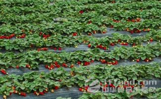 草莓种植全攻略：揭秘高效种植技术，助力丰收季节