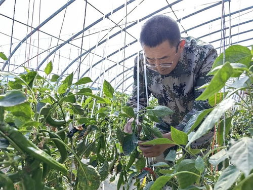 揭秘温棚蔬菜种植技术，如何让丰收不再受季节限制？