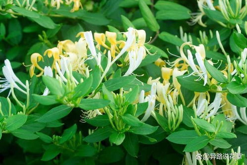 金银花种植：揭秘高效益的绿色致富之道