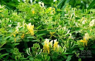 金银花种植技术解析：揭秘高效益的绿色财富之路
