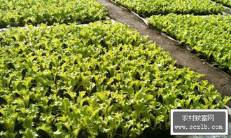 揭秘露地大棚生菜种植技术，打造绿色餐桌新选择