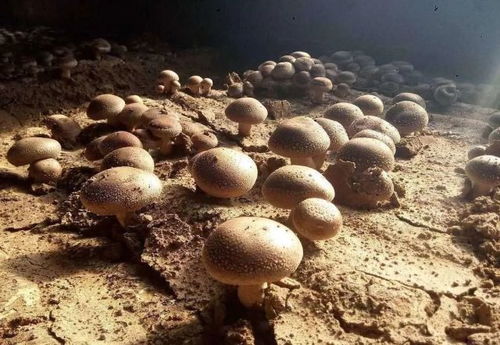 揭秘高效食用菌种植技术：如何实现产量与品质的双重飞跃？