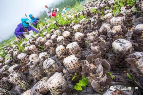 《探寻绿色之源：有机黑木耳种植技术解析与指南》