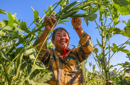 秋葵种植技术培训：揭秘高效益的绿色农业新宠
