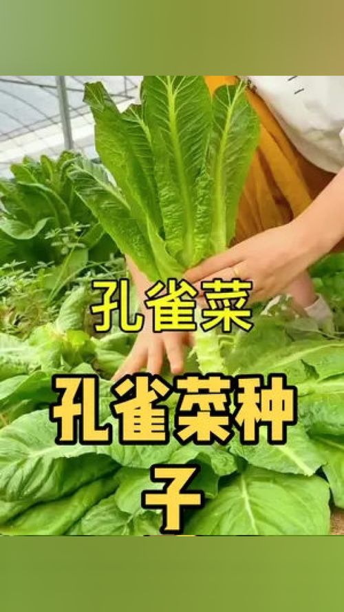 孔雀菜种植攻略：如何在家轻松培育这颗“水中宝石”？