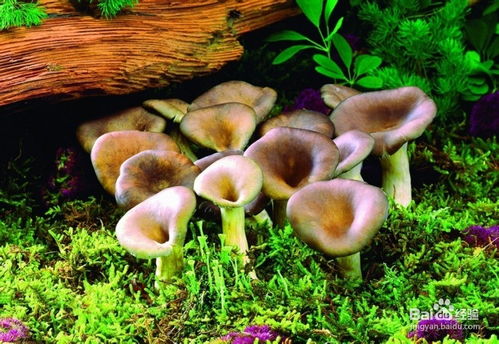 《探索自然奥秘：揭秘高效蘑菇种植技术之道》