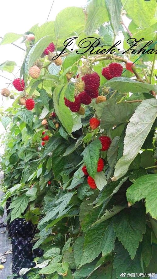 《覆盆子种植：揭秘自然疗愈之果的种植奥秘》