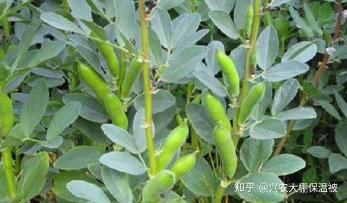 《蚕豆种植新篇章：技术革新与管理提升，打造高效益农业新典范？》
