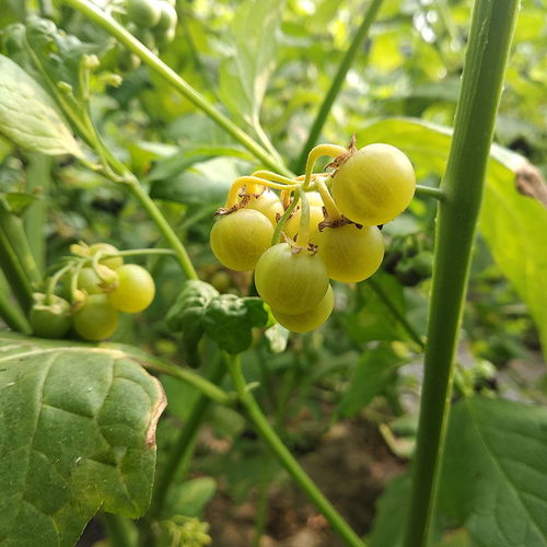 黄泡果种植技术揭秘：如何培育出高品质果实？