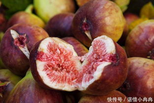盆栽无花果树种植指南：如何在家轻松拥有绿色果实