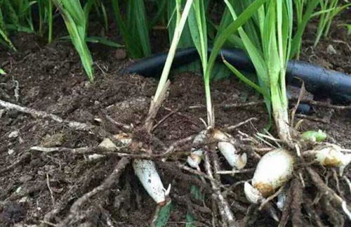白芨种植技术揭秘：如何高效培育这一珍贵药材？