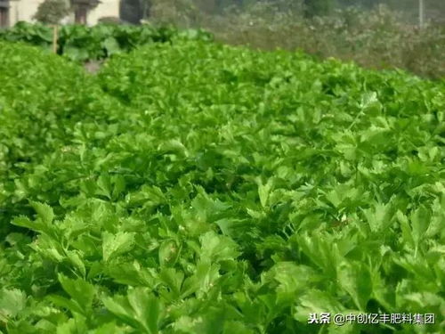 《芹菜回季种植：揭秘高效益的绿色农业新篇章》