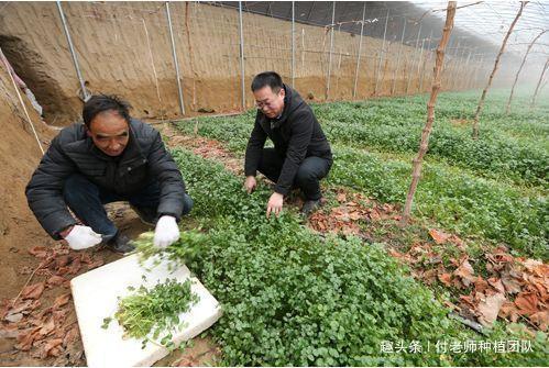 香菜种植攻略：揭秘高效种植技术，亩产量翻倍秘籍！