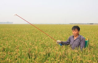 水稻种植新篇章：揭秘高效种植技术与策略