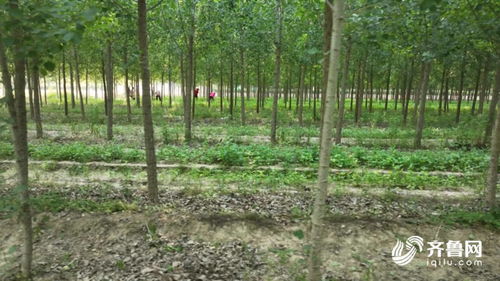 林下中草药种植：绿色农业的新蓝海？