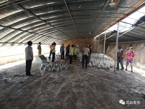《蘑菇种植技术培训视频：开启高效益农业新篇章？》