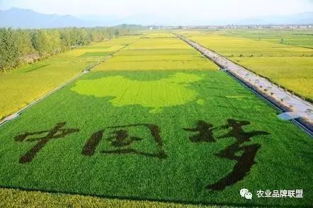 农业品牌营销_农产品品牌营销_农产品品牌与营销