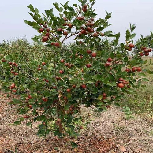 茶树苗种植：揭秘高效培育之道