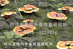菌种平菇种植技术：揭秘高效益的菌菇王国秘密
