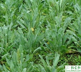 揭秘板蓝根种植奥秘：如何高效培育这一“天然抗生素”